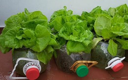 3 loại rau “quốc dân” trồng tại nhà không cần đất