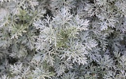 6 loại cây đuổi rắn, nên trồng trong nhà ngay