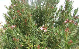 Loại cây “gọi” rắn tới nhà, chứa chất cực độc: Nhiều gia đình trồng mà không biết