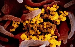 Bộ Y tế ra khuyến cáo về biến thể mới của SARS-CoV-2