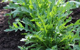 6 loại rau củ rất phù hợp để trồng ngay tại thời điểm này