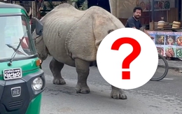 Con thú gần 3 tấn lao tới giữa ban ngày: Du khách lập tức 'đứng hình' suýt không kịp phản ứng