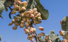 Đắt hơn sầu riêng, Việt Nam bất ngờ thu về hơn 100 triệu USD từ loại quả không tự trồng được, đã tiêu thụ khắp thế giới trong 8.000 năm qua