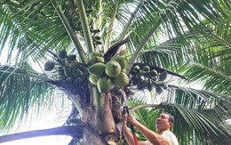 Từng trắng tay vì cà phê, lão nông 70 tuổi "đổi vận" lãi nửa tỷ mỗi năm từ 6 triệu đồng vốn vay ngân hàng