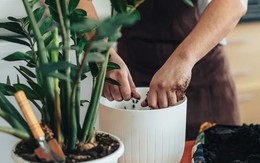 6 việc cần làm với cây kim tiền ngay bây giờ