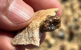 Sinh vật lạ ở Ai Cập vừa làm thay đổi lịch sử loài người