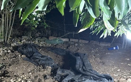 Sau khi sát hại và phi tang thi thể cụ bà, nghi phạm trèo lên cây trốn