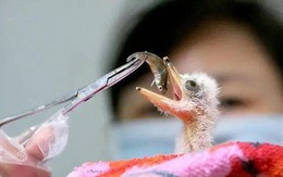 Đi câu cá, người đàn ông bất ngờ đụng độ loài vật hiếm hơn gấu trúc: Cả thế giới chỉ còn 1.000 con