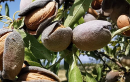 Đắt hơn cả sầu riêng, thanh long, một loại nông sản của Việt Nam đón tin vui xuất khẩu chưa từng có