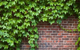 4 loại cây đừng trồng cạnh tường nhà