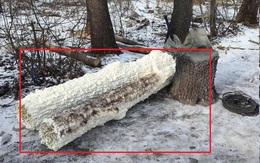 Nga bất ngờ dựng loạt cây giả giữa tiền tuyến để lừa Ukraine: Bên trong thân cây là bí mật gì?