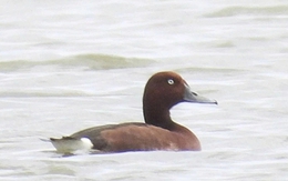 Lần đầu phát hiện 4 loài chim lạ, quý hiếm ở Vườn quốc gia Phong Nha - Kẻ Bàng