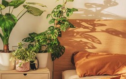 3 loại cây cảnh tuyệt đẹp cần có trong nhà để ngủ ngon, sung sức