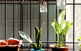 3 loại cây đừng đặt ở ban công vì sẽ cản tài lộc