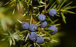 3 loại cây đừng đặt tại phòng khách