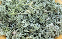 Bắt được "báu vật" mùa xuân mọc đầy rải rác: Đem làm món hấp ngọt mềm tơi xốp, nhà nội nhà ngoại gắp không ngừng đũa