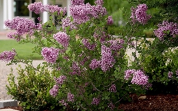 8 loại cây nở hoa thơm ngát suốt mùa hè, nên trồng ngay trong nhà