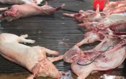 Vụ heo bệnh vào trường học: Công ty CP Dịch vụ suất ăn Công nghiệp Hà Nội nói mình là "nạn nhân"