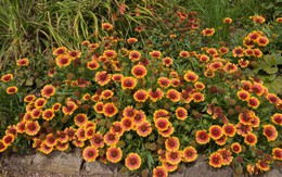 7 loại cây có hoa nở rực rỡ vào mùa hè, nên trồng ngay bây giờ