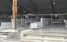 Cán bộ kiểm dịch thú y "vòi tiền" tiếp tay tiêu thụ 3.600 con heo bệnh