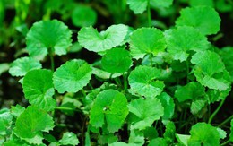 3 loại rau nên trồng trong nhà tháng 4