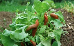 Rắc thứ này ra vườn ngay bây giờ, sên không dám bén mảng đến cắn phá