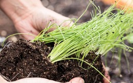 5 loại rau nên trồng trong nhà tháng 4: Nhanh lớn, cho thu hoạch suốt hè