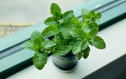 3 loại cây rất hợp với người trẻ: Biết trồng thì khỏe toàn thân