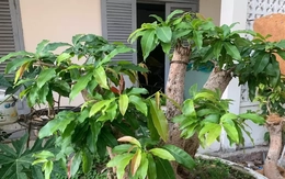 Diễn biến mới vụ tịch thu 42 gốc mai vàng gây xôn xao dư luận ở Côn Đảo