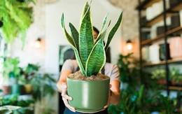 3 điều cần làm với cây lưỡi hổ ngay bây giờ
