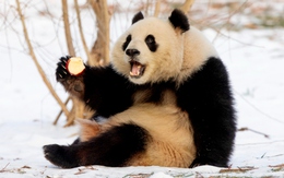 Cú lừa thế kỷ về khả năng sinh sản của gấu trúc: Tỷ lệ thành công 95% trong hoang dã nhưng lại bị con người ép tuyệt tự?