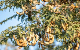 6 loại cây chớ nên trồng trước cửa nhà