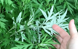 3 loại rau nhất định phải trồng trong vườn nhà: Có một cây cũng tốt đủ đường