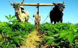 Không dầu, không máy: Cuba đang làm "sống dậy" điều từng xảy ra thời thập niên 1990