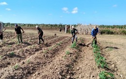 Thiếu từ xăng đến phân bón, Cuba "tạo kỳ tích" để có được những cánh đồng xanh mướt