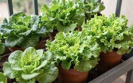 3 loại rau rất hợp với người trên 40 tuổi: Biết trồng thì khỏe đủ đường