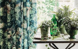 Điều cần làm với cây trong nhà ngay bây giờ