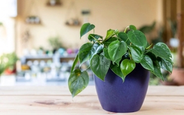 10 loại cây nên để ở bàn làm việc