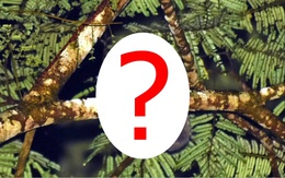 Sinh vật cả thế giới tưởng đã tuyệt chủng 6.000 năm bất ngờ lộ diện ở Đông Nam Á: Phát hiện gây chấn động