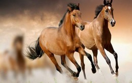 Chuyên gia dự báo: Từ giữa tháng 4/2026, 4 tuổi này có tín hiệu tài lộc khởi sắc, cơ hội tăng thu nhập rõ rệt