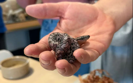 Con rắn Ronaldo vẫn sinh con đều dù nhiều năm không hề tiếp xúc rắn đực, chuyên gia nói: Quá khó hiểu!