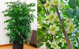 5 loại cây có tác dụng chữa lành nên trồng trong nhà để gia chủ luôn cảm thấy hạnh phúc, yêu đời