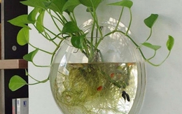 Lời khuyên đến những gia đình đang trồng trầu bà