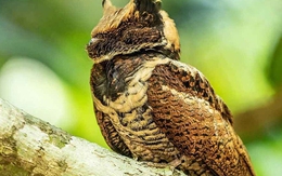 Bất ngờ: Sinh vật hiếm khổng lồ vừa "tái xuất" lần đầu tiên sau 30 năm