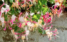 Loại cây nên trồng ở sân trước ngay bây giờ