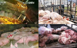 "Đại án" 1.000 tấn thịt lợn bẩn tại Trung Quốc: "Xác thối" hoá kiếp thành dầu ăn, xúc xích, quy trình khiến nhiều người rùng mình