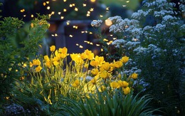 4 loại cây nở hoa vào buổi tối, nên trồng ngay trong vườn nhà