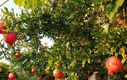 3 loại cây “hút” vượng khí, nên trồng trước nhà