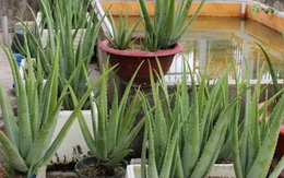 Lời khuyên đến những gia đình đang trồng cây nha đam