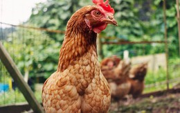 Gà có thể sống sót mà không có đầu không?